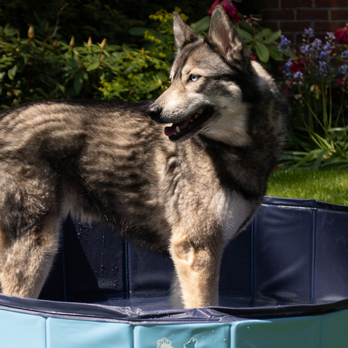 weitere Abbildung CoolPets Hundepool