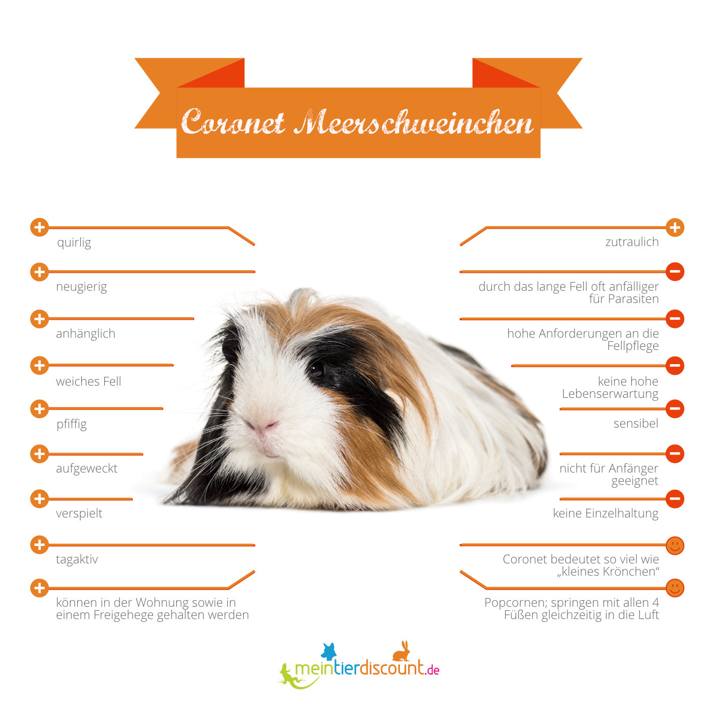 Coronet Meerschweinchen