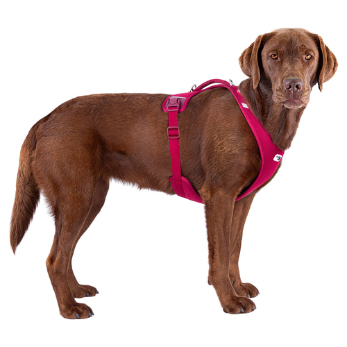 weitere Abbildung Curli All New Belka Comfort Geschirr Ruby
