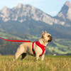 Curli Basic Geschirr Air-Mesh rot Abbildung 3