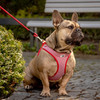 Curli Clasp Vest Geschirr Merino rot Abbildung 3