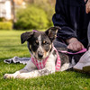 Curli Clasp Vest Geschirr Puppy Set pink-caro Abbildung 3