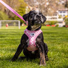 Curli Clasp Vest Geschirr Puppy Set pink-circles Abbildung 2