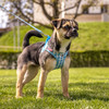 Curli Clasp Vest Geschirr Puppy Set skyblue-caro Abbildung 3