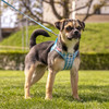Curli Clasp Vest Geschirr Puppy Set skyblue-caro Abbildung 4