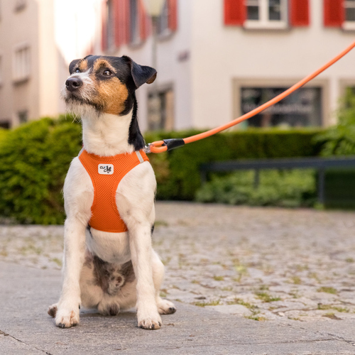 weitere Abbildung Curli Stretch Comfort Leine Orange
