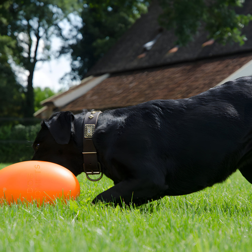 weitere Abbildung Dog Comets Hundespielzeug Pan-Stars orange