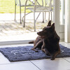 Dogs Gone Smart Dirty Dog Doormat grau Abbildung 3