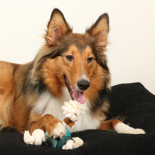 weitere Abbildung D&D Hundespielzeug Levi Lagoon blau