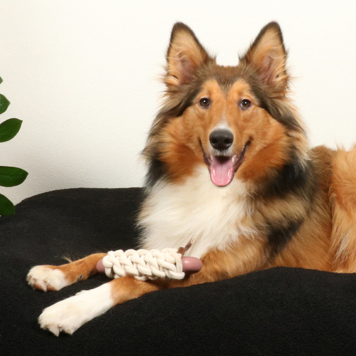 weitere Abbildung D&D Hundespielzeug Milan Rosewood rosa