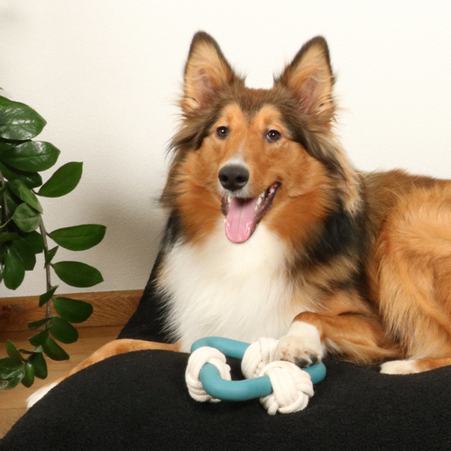 weitere Abbildung D&D Hundespielzeug Milou Lagoon blau