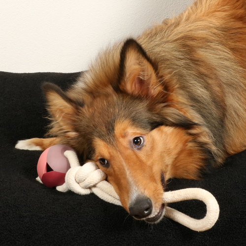 weitere Abbildung D&D Hundespielzeug Nora Rosewood rosa