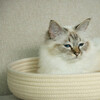 D&D Katzenkorb I Love Happy Cats „Jess“ beige Abbildung 4
