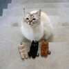 D&D Katzenspielzeug I Love Happy Cats "Alfie" Abbildung 2