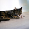 D&D Katzenspielzeug I Love Happy Cats "Alfie" Abbildung 4