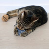 D&D Katzenspielzeug I Love Happy Cats “Yori“ aus Filz Abbildung 5