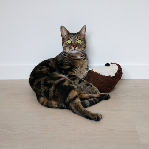 weitere Abbildung D&D Katzenspielzeug Kicking Cushion Spike beige