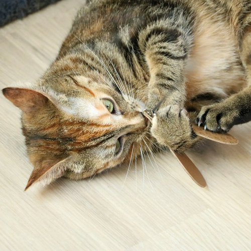 weitere Abbildung D&D Nachfllset I Love Happy Cats Connor beige