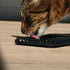 D&D Schleckmatte I Love Happy Cats "Lex" genoppt schwarz Abbildung 4