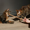 D&D Sozialisator I Love Happy Cats "Lou" Abbildung 4