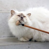 D&D Sozialisator I Love Happy Cats "Lou" Abbildung 5