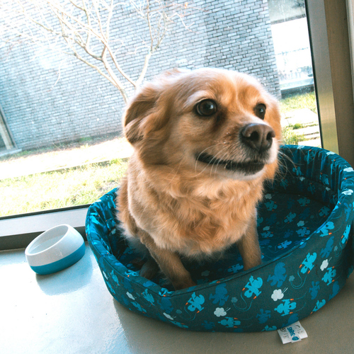 weitere Abbildung Duvo+ Hundebett Dogrelax 