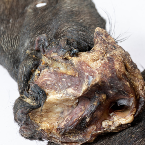 weitere Abbildung Duvo+ Hundesnack Farmz Rinderohren mit Haaren