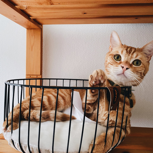 weitere Abbildung Duvo+ Metallkorb Caviar rund, vertikale Drhte schwarz fr Katzen
