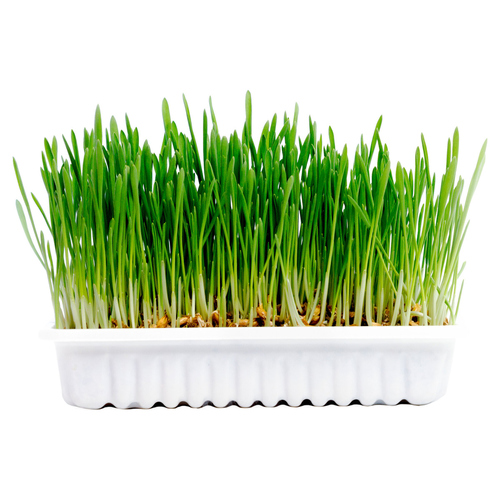 weitere Abbildung Duvo+ Set zum Anbau von Katzengras
