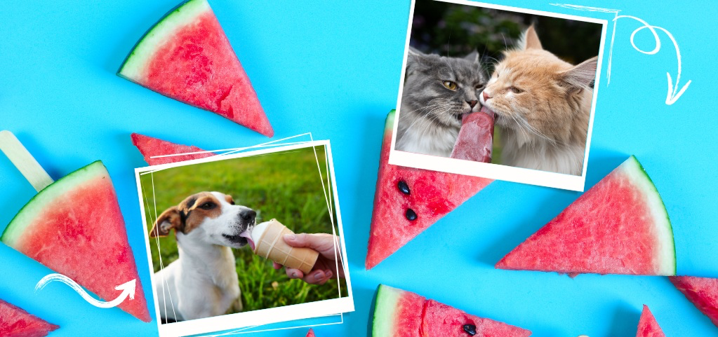Eis für Hunde und Katzen: Abkühlung, Genuss & Sicherheit – Der große Ratgeber