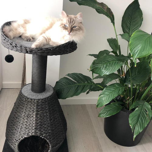 weitere Abbildung Europet Bernina Kratzbaum Trend Elegance Sublime schwarz