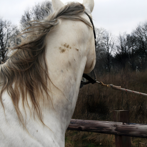 weitere Abbildung Excellent Horse Hi Gloss Clean Spray