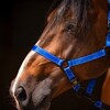Excellent Horse Premium Halfter blau Abbildung 2