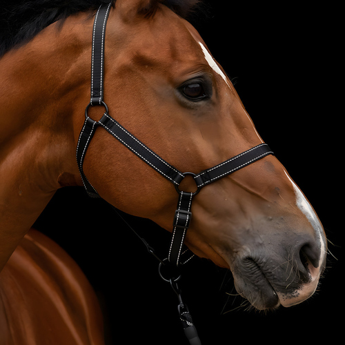 weitere Abbildung Excellent Horse Premium Halfter schwarz