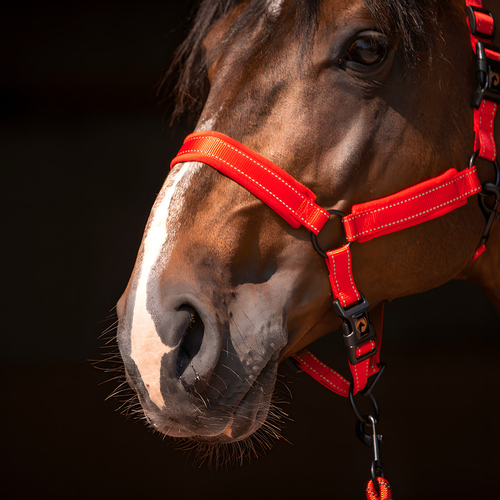 weitere Abbildung Excellent Horse Superior Halfter rot