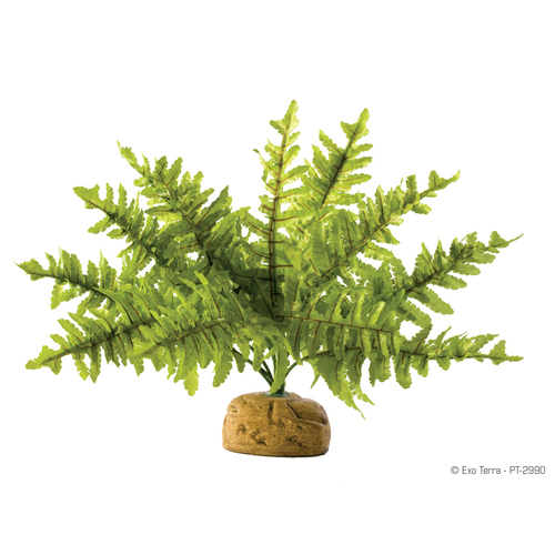 Exo Terra Terrarien-Pflanze Boston Farn