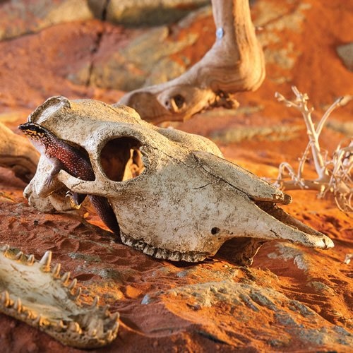 weitere Abbildung Exo Terra Versteck Buffalo Skull