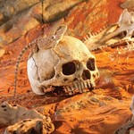 Ocultando el cráneo de primate, Figura 2