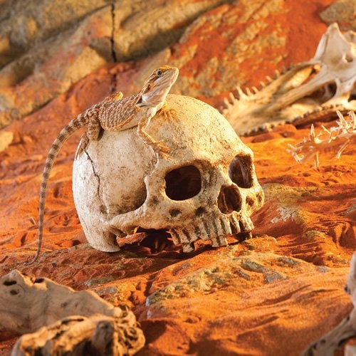 weitere Abbildung Exo Terra Versteck Primate Skull