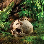 Ocultando el cráneo de primate, Figura 4