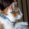 Flamingo Katzen Halsband Jinxy hellblau Abbildung 4