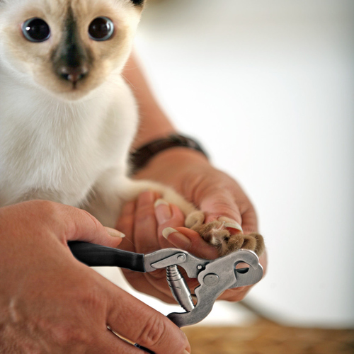 weitere Abbildung Flamingo Krallenzange fr Katzen schwarz