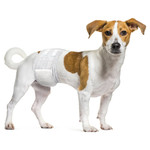 Couches Dipy pour chiens mâles, Figure 5