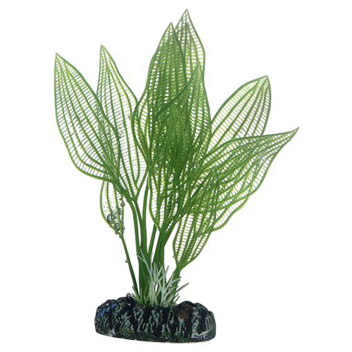 HOBBY Aponogeton