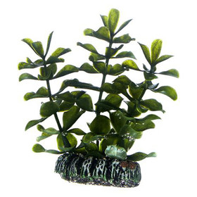 Abbildung HOBBY Bacopa