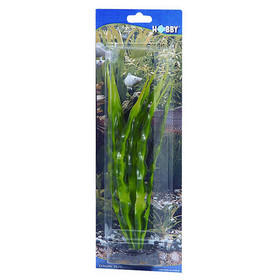 Abbildung HOBBY Crinum