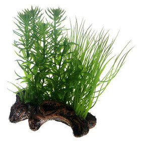 Abbildung HOBBY Flora Root 2