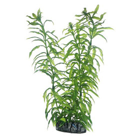 Abbildung HOBBY Heteranthera