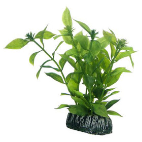 Abbildung HOBBY Hygrophila