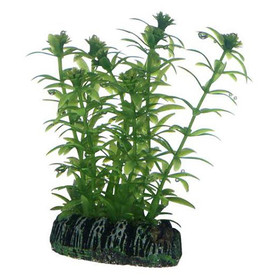 Abbildung HOBBY Lagarosiphon